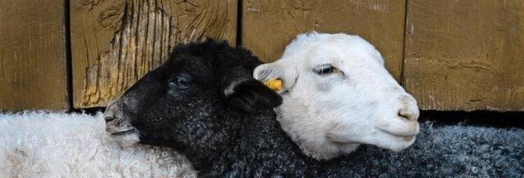 TOLERENCE VS CELEBRATION