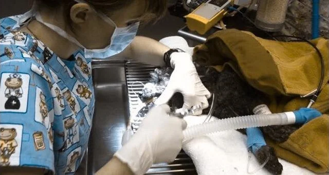 ON ANESTHESIA