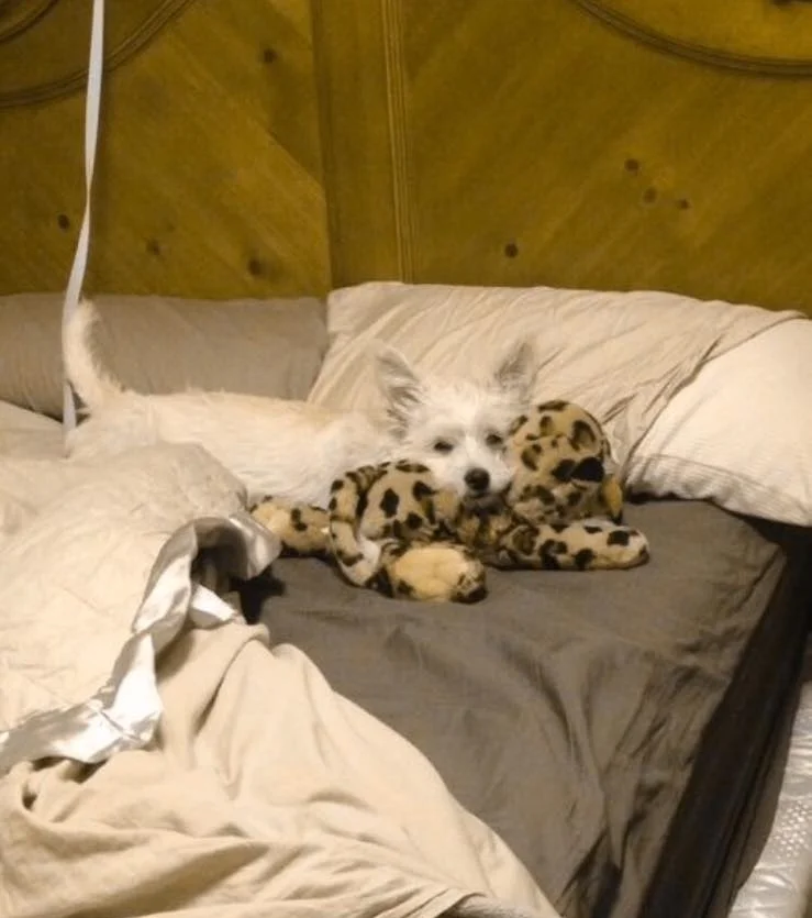 MY FIRST VET SCHOOL ACCEPTANCE LETTER