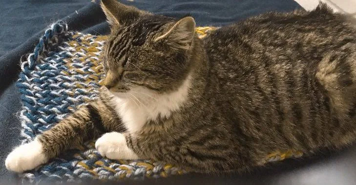 DR. SUSAN LITTLE COMES TO OMAHA AND TALKS ABOUT CATS