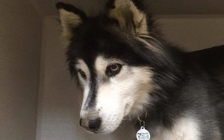 DANBEE THE MALAMUTE FROM SOUTH KOREA