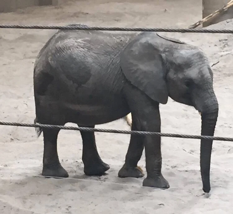 Baby Elephant!! She is two years old.