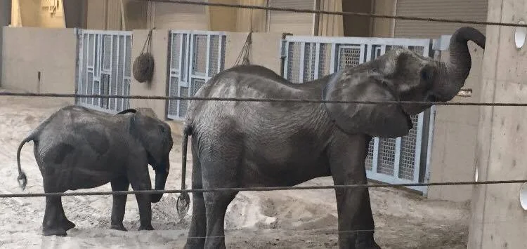 Baby Elephant and Elephant - It was so nice to finally meet you!