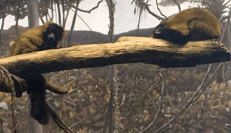 Red Ruffed Lemurs Resting and Being Cute