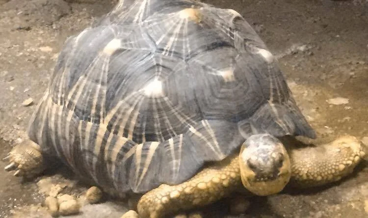 Radiated Tortoise Eating and Being Awesome
