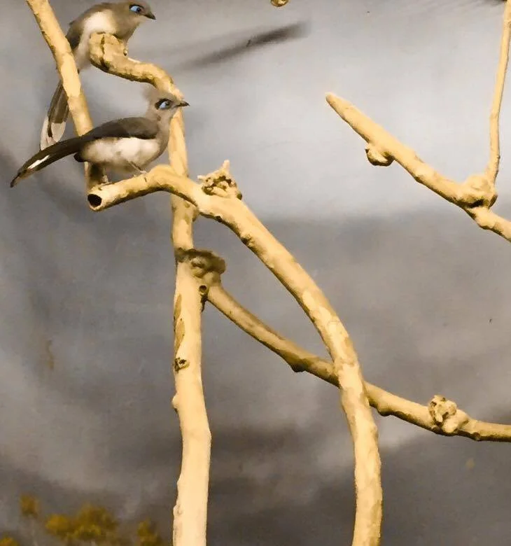 Northern Crested Couas Being  Beautiful