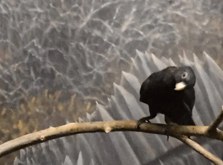 Lesser Vasa Parrot Enjoying Being Told That We Think He or She is Actually Greater