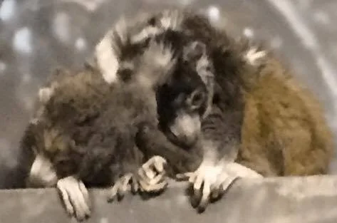 Mongoose Lemurs Snuggling