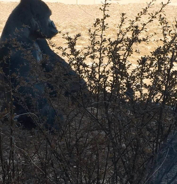 Gorilla Contemplating