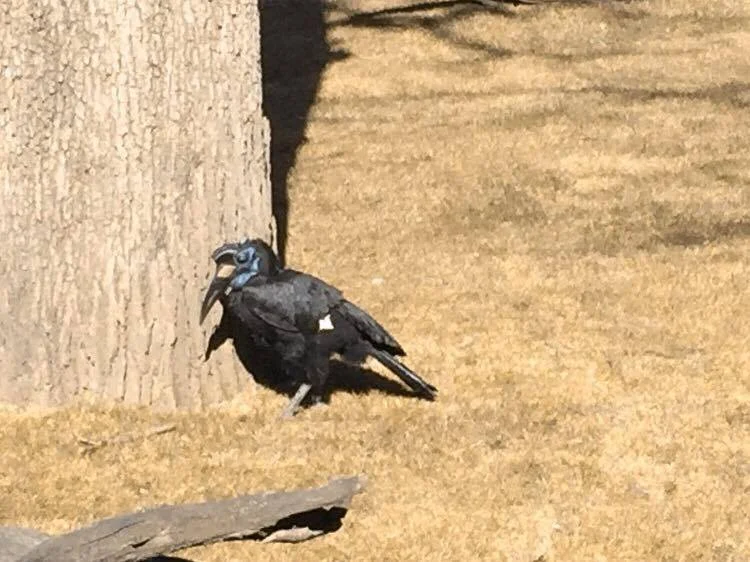 Abyssinian Ground Hornbill Hiding from the Sprinkler