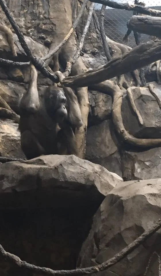Bornean Orangutan Resting After Playing with a Friend