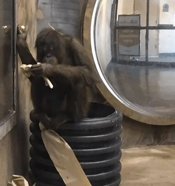 Orangutan - I am not making this up - Spitting on a Paper Towel to Wipe Away a Chalk Drawing - Crazy Smart!