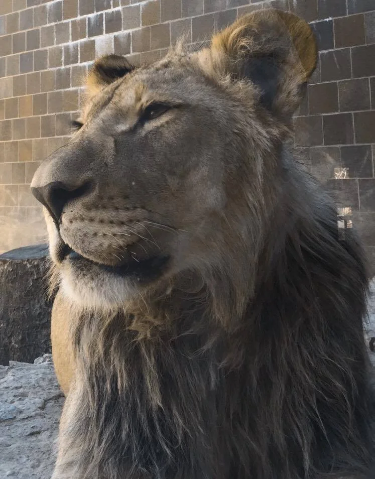 I have never been this close to a lion!