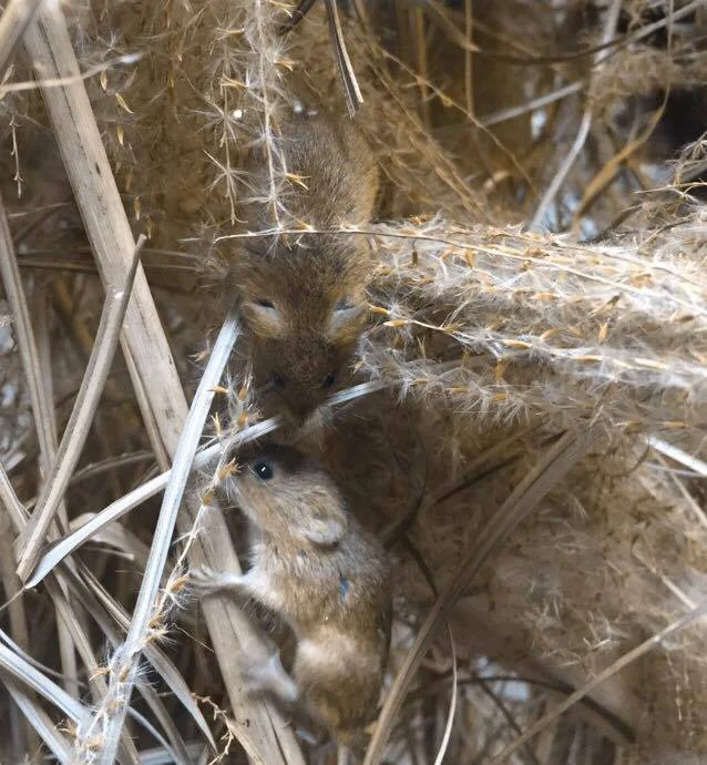 My Favorite - The Harvest Mice!