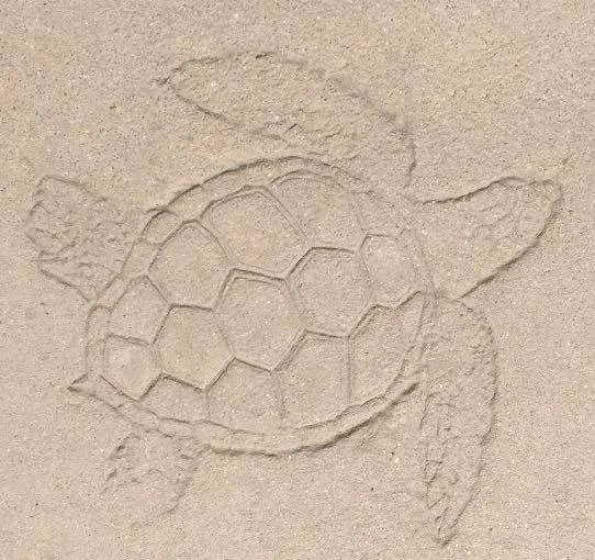 Concrete Turtle Stamp Outside the Aquarium