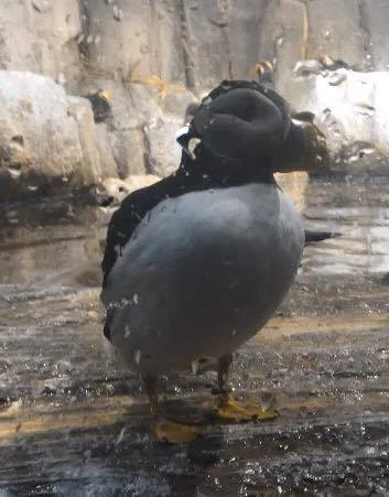 Puffin!