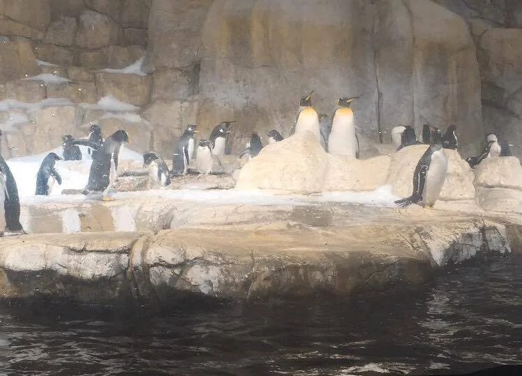 Penguins!