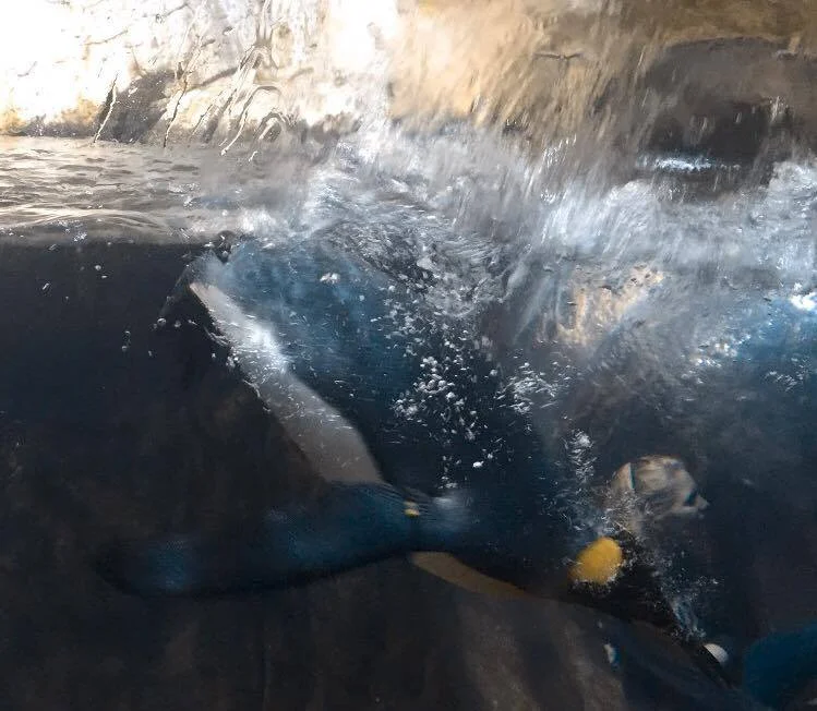I left this picture of the King Penguin diving into the water even though it is a creepy picture...