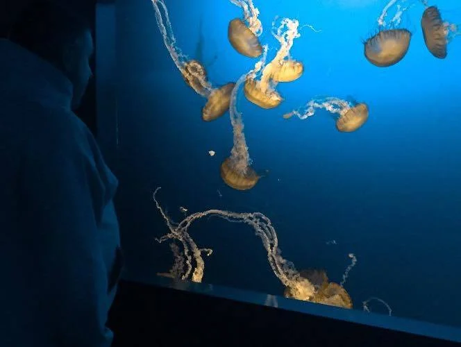 West Coast Sea Nettles