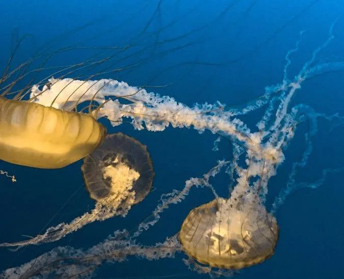 West Coast Sea Nettles