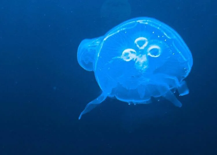 Moon Jellyfish