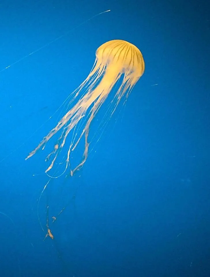Japanese Sea Nettle