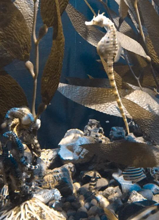 Pot-Bellied Seahorse