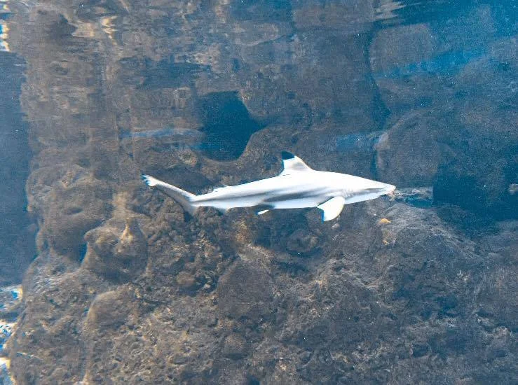 Black Finned Shark
