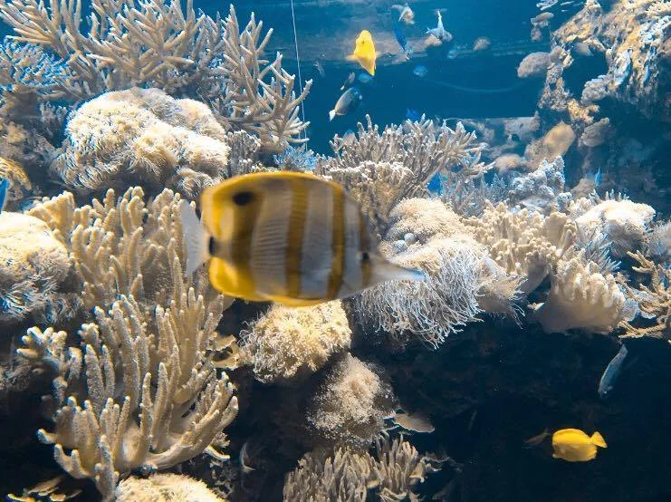 Copperband Butterflyfish