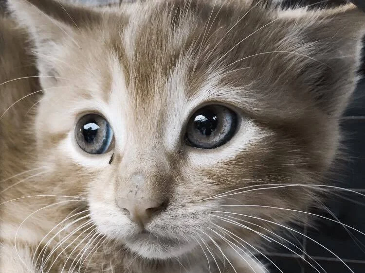 If Russ and I could breathe at ALL with a cat in our family, THIS is the Baby Max we would adopt. He is up for adoption as are his siblings. Let me know if you would like to meet them!