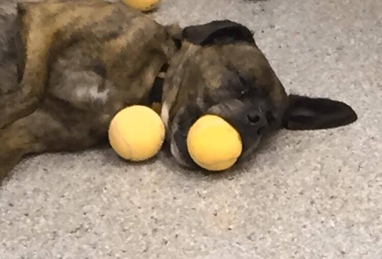 Nigel, did you have such a good day with Mom? Sleep well sweet boy. You will both be home soon.