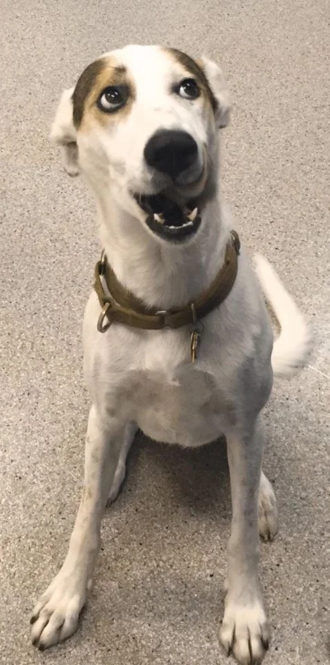 Rosie now, all grown up!