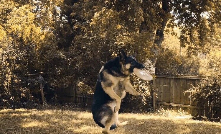CANE