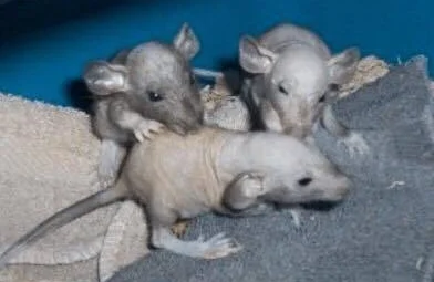 MY RAT WUZZY, PART 2