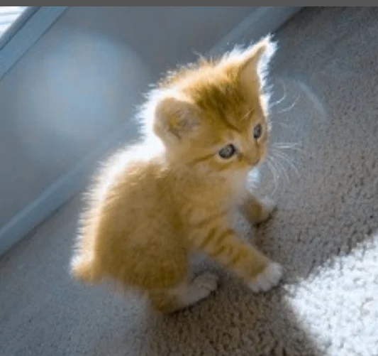 BORN UNDER THE GAS PEDAL OF A JUNK CAMARO