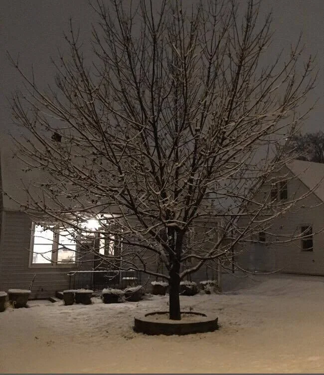 OUR BEAUTIFUL PURPLE ASH TREE