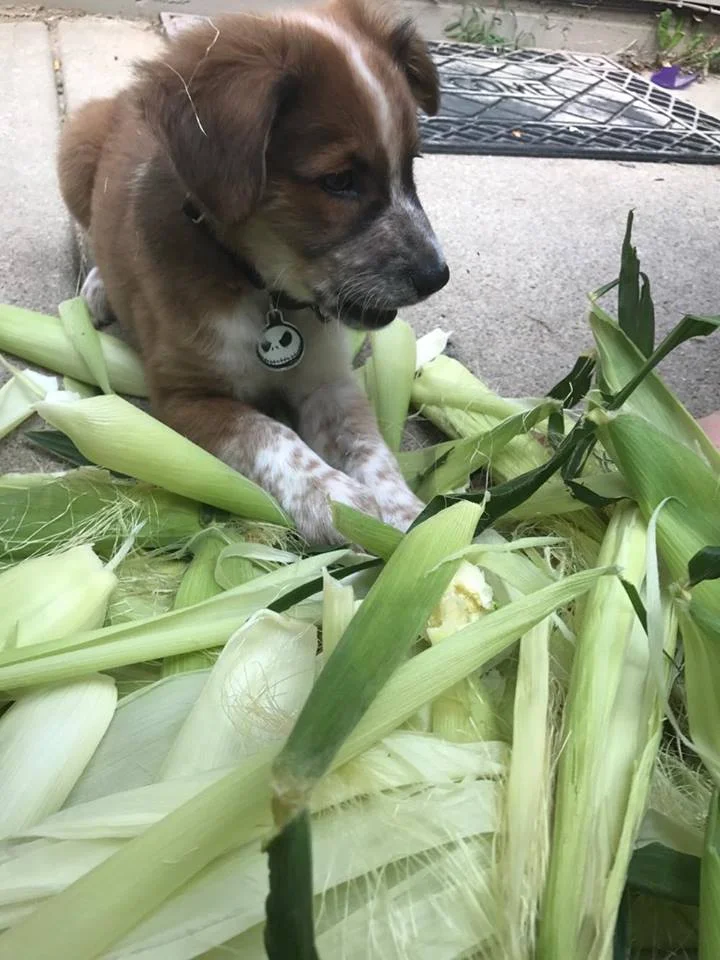 Corn Dog!
