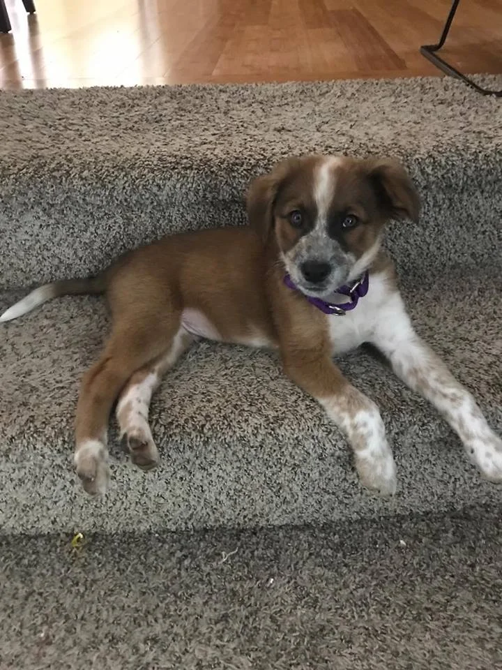 Thank you to Mom, Fwamay Sullivan, for the pictures of your beautiful new puppy! He is the best!