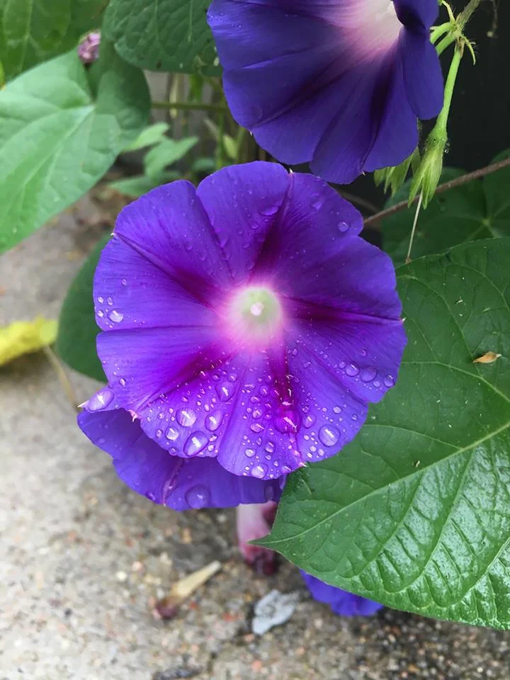 We did plant morning glories and cherry tomatoes, and those plants are going crazy!