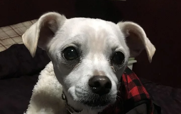 LUNA'S THREE MONTH CHECK UP