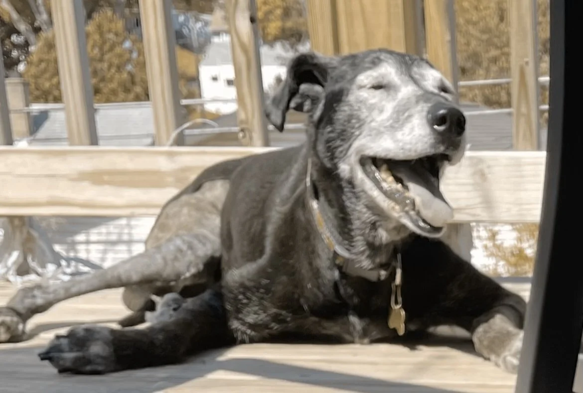 JOY THE PUPPY’S ORTHOPEDIC ADVENTURES