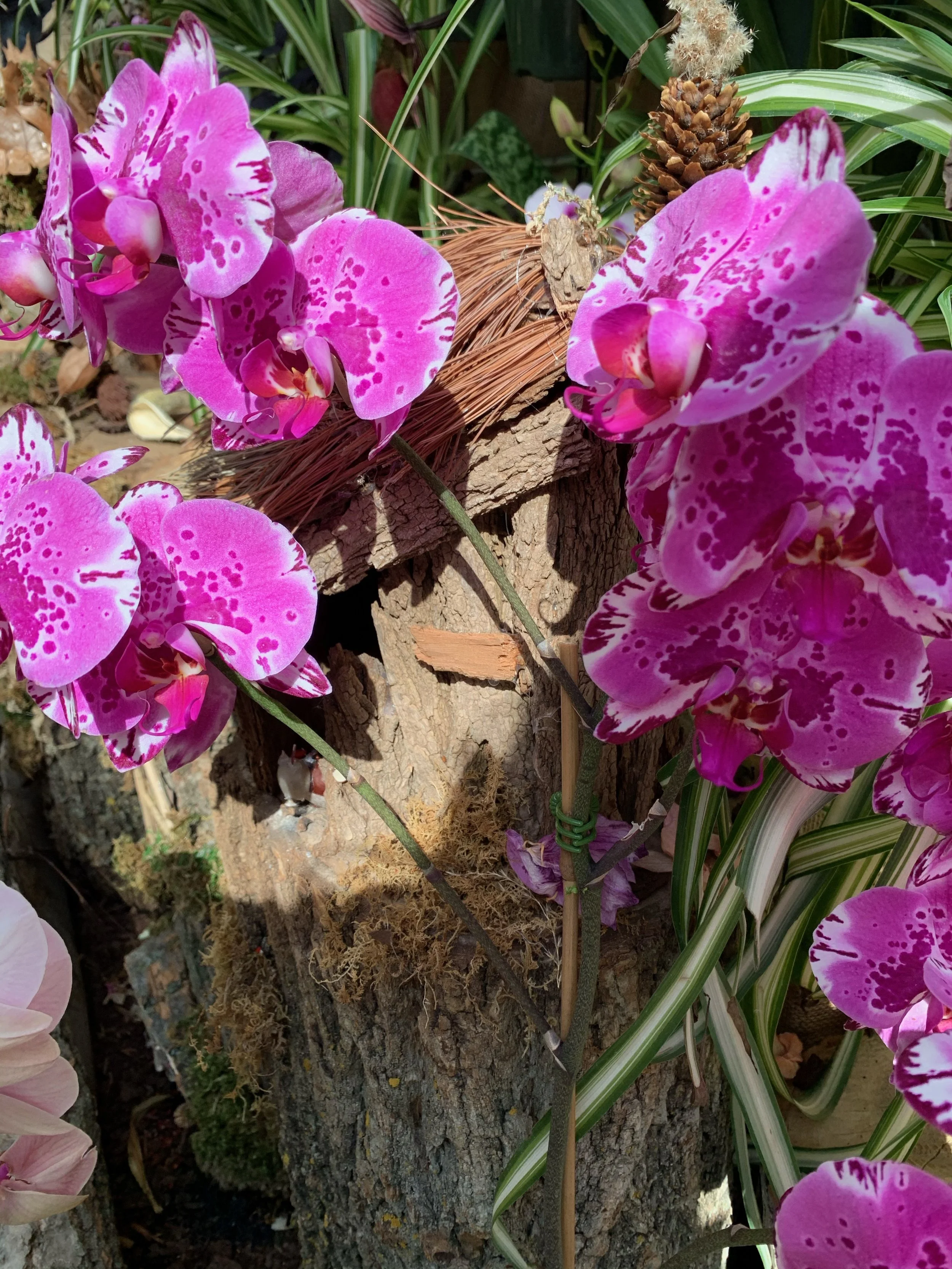 GOOD BYE PERIWINKLE PUG