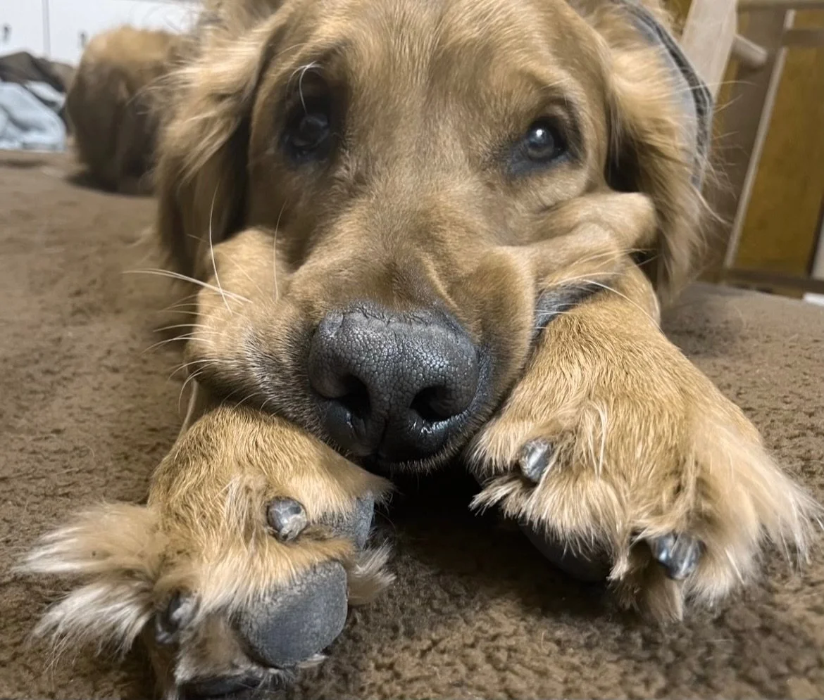 DOUG DOG MISSES HIS FRIEND