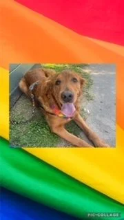 ABBY IS A GROOMER AT OAKVIEW PETSMART!