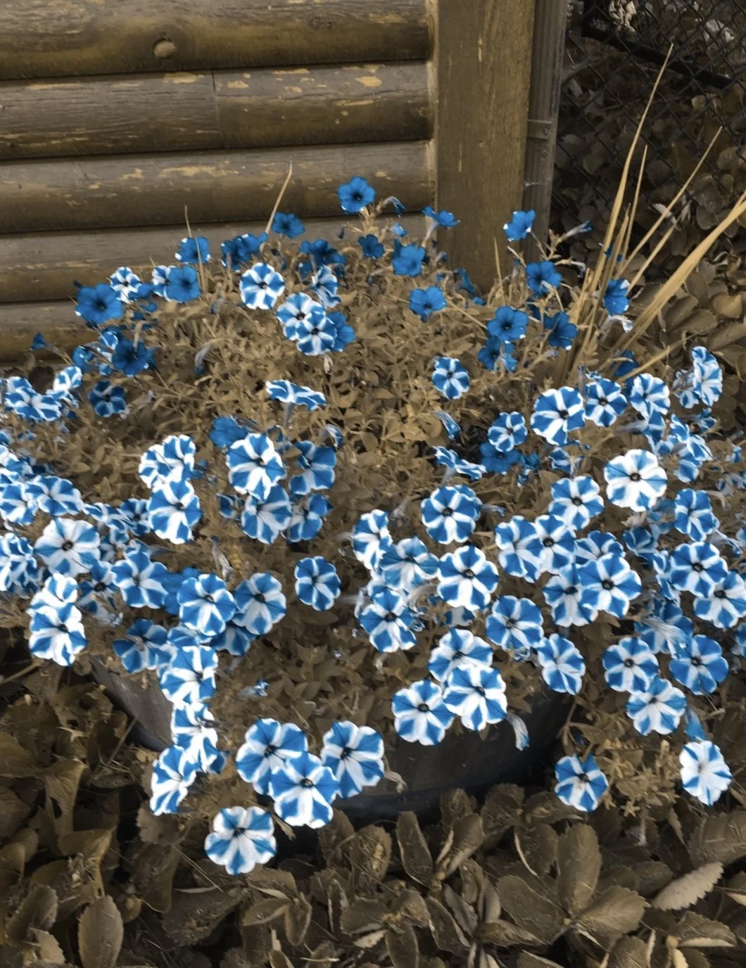 HAPPY 80TH BIRTHDAY KAREN!