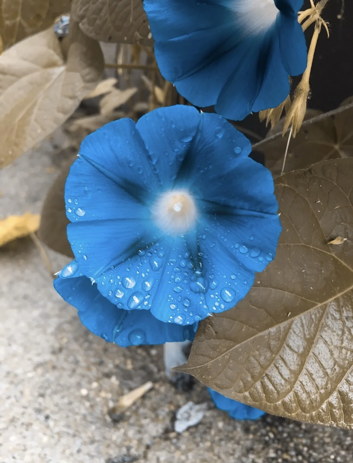 GRANDPA OTT’S MORNING GLORIES