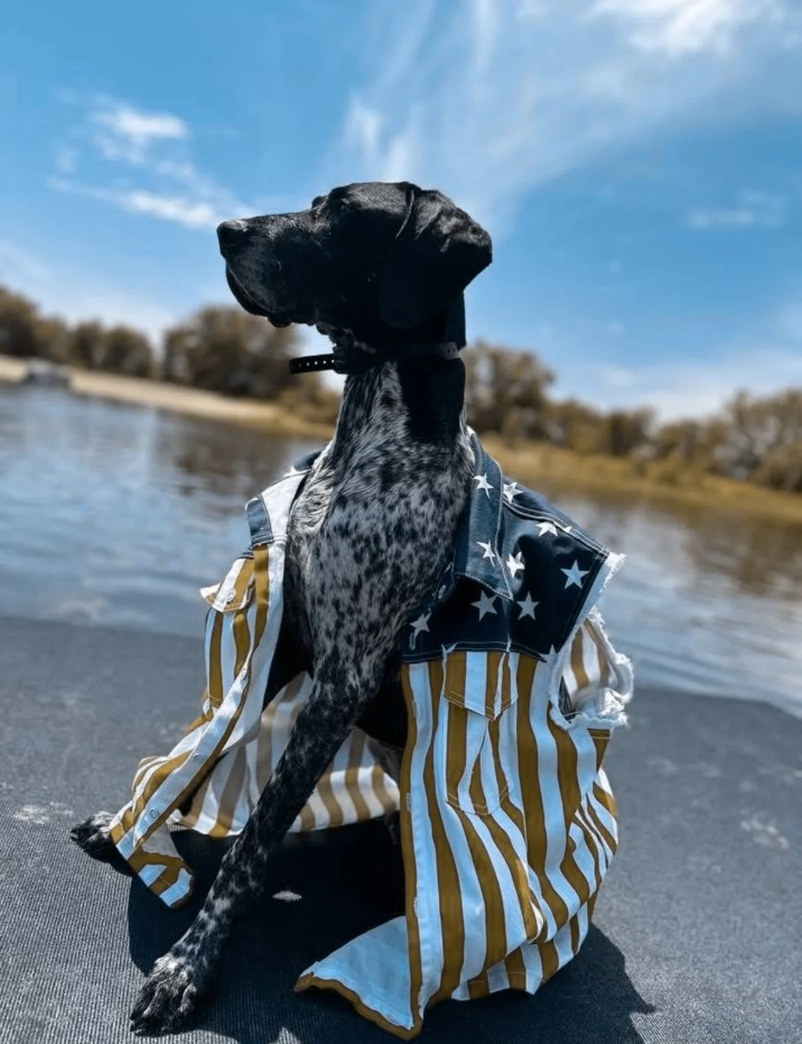 ARE YOU READY FOR (PROTECTING YOUR PETS FROM THE RIDICULOUS VOLUME OF)  INDEPENDENCE DAY?
