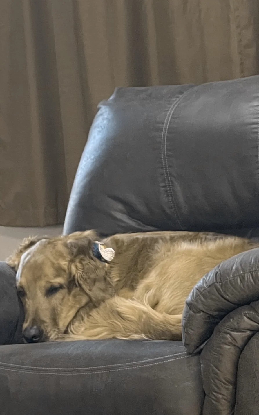 UPDATE ON DOUG DOG