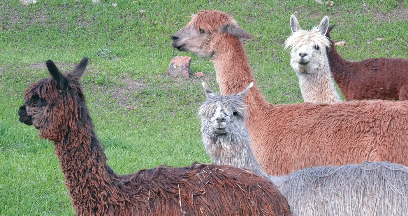 Alpaca Rainbow Taha Alpacas.jpg