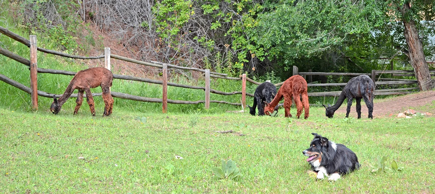 Dog days of summer Taha Alpacas.jpg